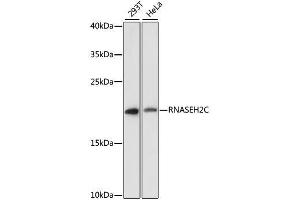 Western blot analysis of extracts of various cell lines, using RNASEH2C antibody. (RNASEH2C antibody  (AA 1-164))