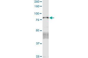 Immunoprecipitation of CTNNAL1 transfected lysate using anti-CTNNAL1 MaxPab rabbit polyclonal antibody and Protein A Magnetic Bead , and immunoblotted with CTNNAL1 purified MaxPab mouse polyclonal antibody (B01P) . (CTNNAL1 antibody  (AA 1-734))