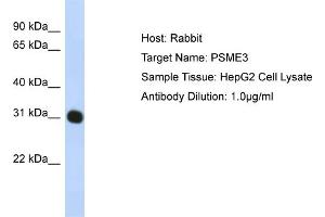 WB Suggested Anti-PSME3 Antibody Titration:  1 ug/ml  Positive Control:  HepG2 cell lysate PSME3 is strongly supported by BioGPS gene expression data to be expressed in Human HepG2 cells (PSME3 antibody  (N-Term))