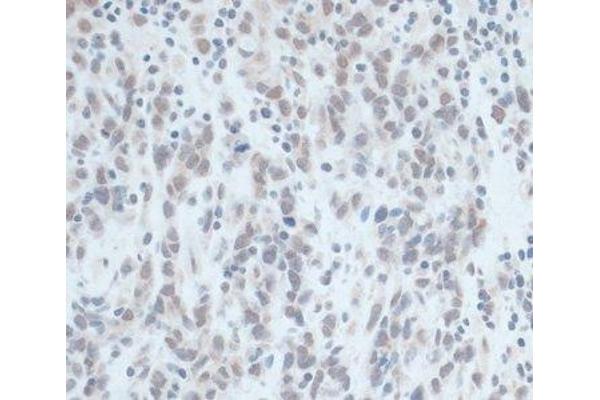 ZNF703 antibody