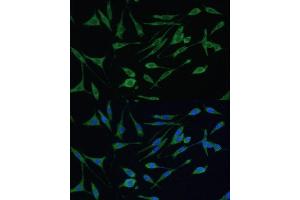 Immunofluorescence analysis of L929 cells using  Polyclonal Antibody (ABIN3021769, ABIN3021770, ABIN3021771 and ABIN6215837) at dilution of 1:100 (40x lens). (ARHGAP25 antibody  (AA 1-370))