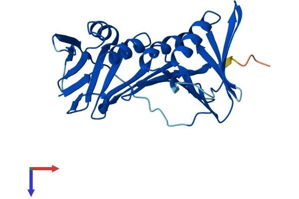 PCNA Protein (AA 1-261) (His tag)