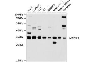 Western blot analysis of extracts of various cell lines, using M antibody (ABIN1679634, ABIN3016320, ABIN3016321 and ABIN6219721) at 1:1000 dilution. (MAPRE1 antibody  (AA 134-268))