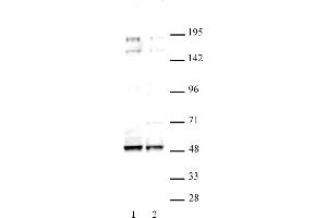 MAF antibody (pAb) tested by Western blot. (MAF antibody  (C-Term))