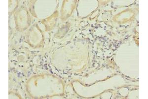 Immunohistochemistry of paraffin-embedded human kidney tissue using ABIN7163641 at dilution of 1:100 (PLEKHA8 antibody  (AA 1-300))