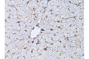 Western blot analysis of extracts of NIH/3T3 cells, using β-actin antibody.