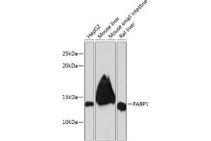 Western blot analysis of extracts of various cell lines, using F Rabbit mAb (ABIN7267150) at 1:1000 dilution. (FABP1 antibody)
