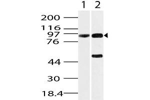 Image no. 1 for anti-Heat Shock Protein 90kDa beta (Grp94), Member 1 (HSP90B1) (AA 420-700) antibody (ABIN5027240) (GRP94 antibody  (AA 420-700))