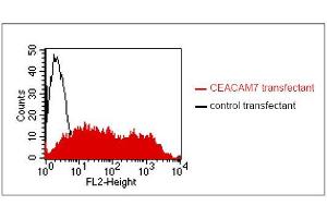FACS analysis of BOSC23 cells using BAC2. (CEACAM7 antibody)