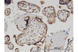 Immunoperoxidase of monoclonal antibody to ZSCAN29 on formalin-fixed paraffin-embedded human placenta. (ZSCAN29 antibody  (AA 101-199))