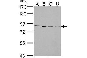 WB Image FOXM1 antibody detects FOXM1 protein by Western blot analysis. (FOXM1 antibody)