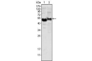 Western Blot showing AAT antibody used against human plasma (1) and NIH/3T3 cell lysate (2). (AAT antibody)