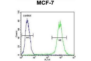 FGF9 Antibody (N-term) flow cytometric analysis of MCF-7 cells (right histogram) compared to a negative control cell (left histogram). (FGF9 antibody  (N-Term))