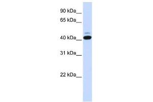 SMYD5 antibody used at 0. (SMYD5 antibody  (C-Term))
