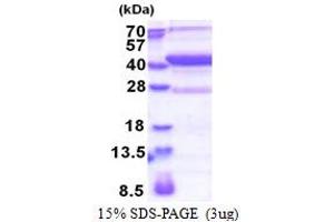 SDS-PAGE (SDS) image for Methionyl Aminopeptidase Type 1D (Mitochondrial) (METAP1D) (AA 20-335) protein (His tag) (ABIN5853425)