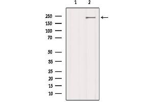 Western blot analysis of extracts from 3t3, using LRP4 Antibody. (LRP4 antibody  (N-Term))