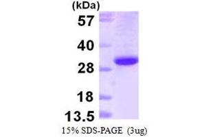 SDS-PAGE (SDS) image for Ephrin B1 (EFNB1) (AA 28-237) protein (His tag) (ABIN667541)