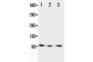 Western Blotting (WB) image for anti-Chemokine (C-X3-C Motif) Ligand 1 (CX3CL1) (AA 50-64), (N-Term) antibody (ABIN3042715)