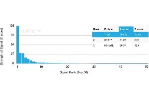 Analysis of Protein Array containing more than 19,000 full-length human proteins using TIGIT-Monospecific Mouse Monoclonal Antibody (TIGIT/3106). (TIGIT antibody  (AA 22-141))