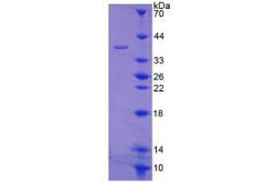 SDS-PAGE analysis of Mouse Secretogranin II Protein. (SCG2 Protein)