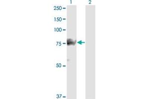 Western Blot analysis of SMURF1 expression in transfected 293T cell line by SMURF1 monoclonal antibody (M01), clone 1D7. (SMURF1 antibody  (AA 165-268))