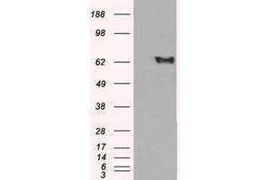 Image no. 1 for anti-EH-Domain Containing 2 (EHD2) (C-Term) antibody (ABIN374469)