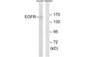 Western blot analysis of extracts from HUVEC cells, using EGFR (epitope around residue 1026) antibody. (EGFR antibody  (Ser1026))