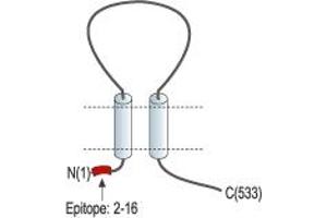 anti-Amiloride-Sensitive Cation Channel 3 (ACCN3) (AA 2-16), (Intracellular), (N-Term) antibody