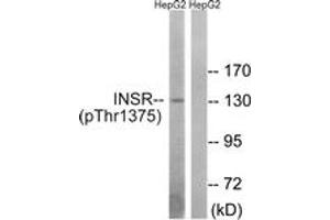 Western blot analysis of extracts from HepG2 cells, using IR (Phospho-Thr1375) Antibody. (IR (AA 1331-1380), (pThr1375) antibody)