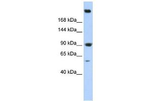 SPTAN1 antibody used at 1 ug/ml to detect target protein. (SPTAN1 antibody)