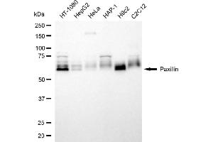 Western blotting analysis using paxillin antibody (ABIN7799743).