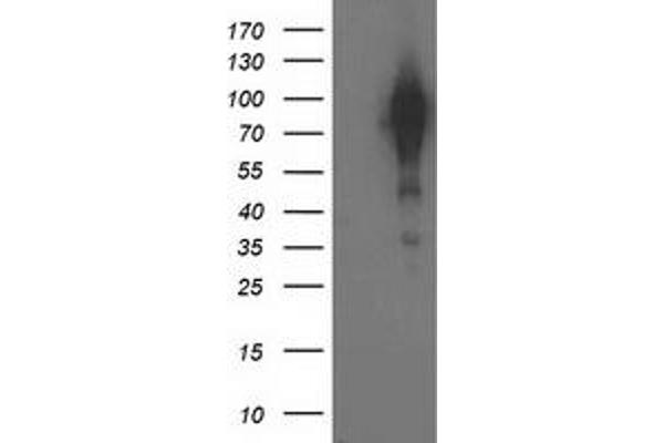 BCAR1 antibody