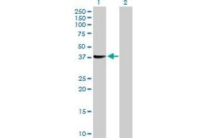 Western Blot analysis of SUGT1 expression in transfected 293T cell line by SUGT1 MaxPab polyclonal antibody.