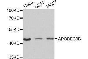 Western blot analysis of extracts of various cell lines, using APOBEC3B antibody. (APOBEC3B antibody)