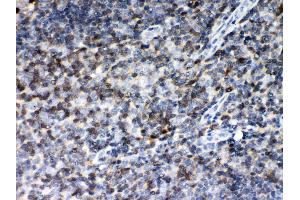 Anti- MIF Picoband antibody, IHC(P) IHC(P): Human Tonsil Tissue