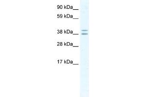 TSG101 antibody (20R-1186) used at 0. (TSG101 antibody  (Middle Region))