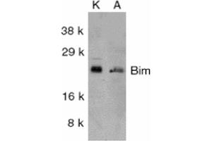 Western blot analysis of Human K562 (Left) and A549 (Right) whole cell lysates showing detection of BIM protein using Rabbit Anti-BIM Polyclonal Antibody (ABIN361749 and ABIN361750).