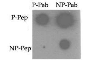 Image no. 1 for anti-TRAF2 and NCK Interacting Kinase (TNIK) (pSer764) antibody (ABIN358244) (TNIK antibody  (pSer764))