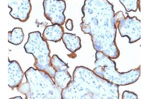Formalin-fixed, paraffin-embedded human Placenta stained with CD71 Mouse Monoclonal Antibody (TFRC/1839).