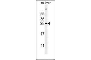 Western blot analysis of FAT10 Antibody (C-term) in mouse liver tissue lysates (35ug/lane). (UBD antibody  (C-Term))