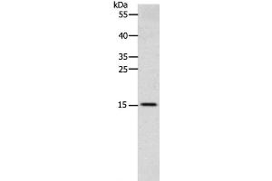 Western Blot analysis of Human fetal brain tissue using CST3 Polyclonal Antibody at dilution of 1:2400 (CST3 antibody)