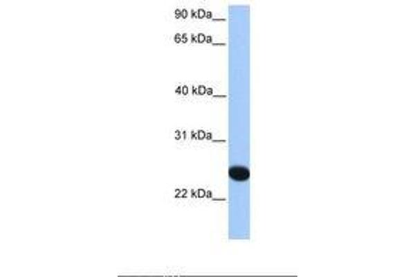 CHPF2 antibody  (AA 27-76)