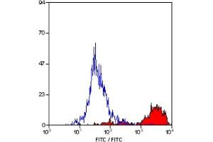 Staining of mouse peritoneal macrophages cells with RAT ANTI MOUSE CD11b:FITC (CD11b antibody  (FITC))