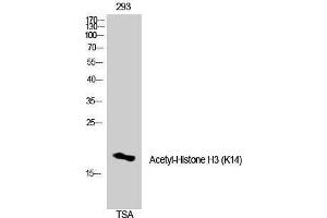 Western Blotting (WB) image for anti-Histone 3 (H3) (H3K14ac) antibody (ABIN3181866) (Histone 3 antibody  (H3K14ac))