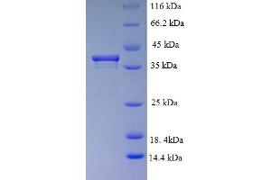 SDS-PAGE (SDS) image for PCNA Clamp Associated Factor (PAF) (AA 1-111), (full length) protein (GST tag) (ABIN4975632)