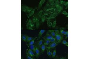 Immunofluorescence (IF) image for anti-FERM Domain Containing 6 (FRMD6) (AA 405-614) antibody (ABIN6140773)