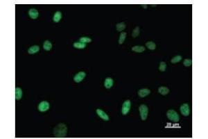 Immunostaining analysis in HeLa cells. (TCERG1 antibody)