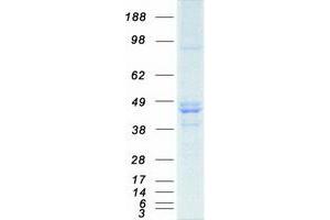 Validation with Western Blot (ILF2 Protein (Myc-DYKDDDDK Tag))