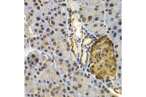 Immunohistochemistry of paraffin-embedded mouse pancreas using UBD antibody at dilution of 1:200 (400x lens).