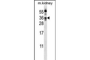 KLK8 Antibody  (ABIN652199 and ABIN2840745) western blot analysis in mouse kidney tissue lysates (35 μg/lane). (Kallikrein 8 antibody  (AA 143-172))